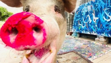 Photo of Пигкассо: в Южной Африке обнаружили первую в мире свинью-художника