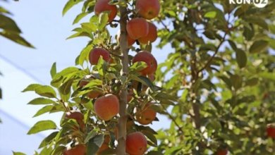 Photo of Узбекистан увеличил импорт яблок в 20 раз