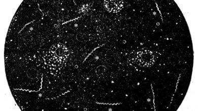Photo of Предназначение и оснастка современных темнопольных микроскопов