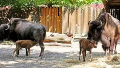 Photo of В Киевском зоопарке родилось два бизона: показали милые фото