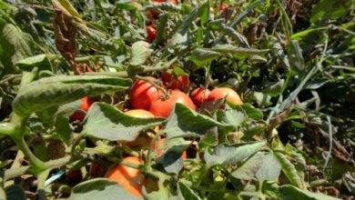 Photo of Исследуемые в Узбекистане сорта томатов успешно выдержали аномальную жару