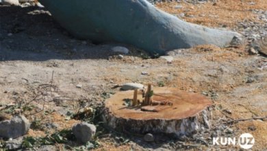 Photo of Власти усилят ответственность за незаконную вырубку деревьев