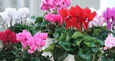 Photo of Цветущие зимой комнатные растения