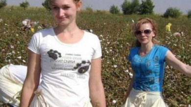 Photo of Правда ли, что россияне собирают хлопок в Узбекистане?