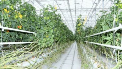 Photo of Китайские инвесторы построят в Узбекистане крупный тепличный комплекс на 50 га