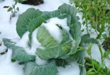 Photo of Производители капусты понесли огромные потери из-за аномальных холодов в Узбекистане