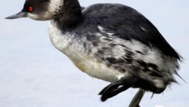 Photo of В Самарканде обнаружена редкая птица