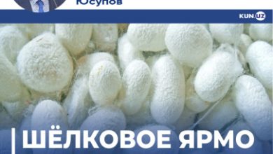 Photo of Шелководство в Узбекистане: неэффективная практика бюрократического управления сохраняется