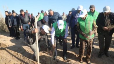 Photo of В Сурхандарьинской области высаживают саксаул для блокирования песчаных бурь